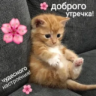 🌸 emoji утро🤍 ноченьки🌙 Telegram sticker 23 of 120