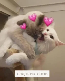 🌷 emoji утро🤍 ноченьки🌙 Telegram sticker 22 of 120