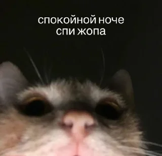 🌙 emoji Богдан любит какиш Telegram sticker 12 of 38