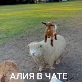 🤩 emoji лиза в тазике Telegram sticker 15 of 20
