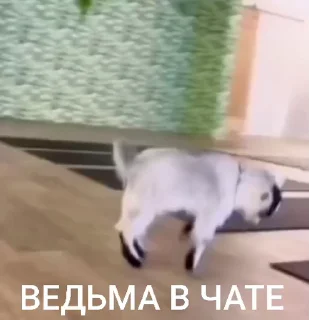 🤩 emoji лиза в тазике Telegram sticker 9 of 20