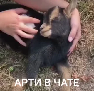 🤩 emoji лиза в тазике Telegram sticker 10 of 20