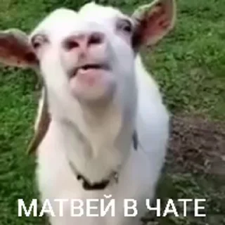 🤩 emoji лиза в тазике Telegram sticker 3 of 20