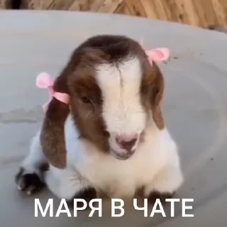 🤩 emoji лиза в тазике Telegram sticker 14 of 20