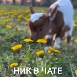 🤩 emoji лиза в тазике Telegram sticker 11 of 20