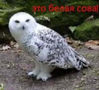 😃 emoji Пак создан в @moyi_stikery_bot Telegram sticker 18 of 27