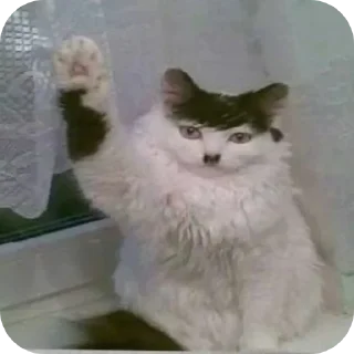 Sticker from Котики наркотики