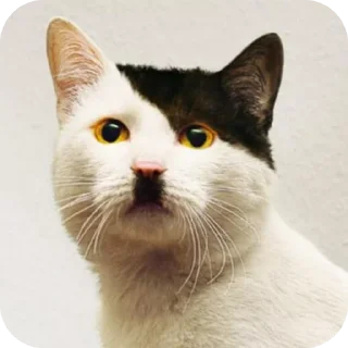 Sticker from Котики наркотики