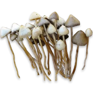 🍄 emoji кусают котики-наркотики — @stckrRobot Telegram sticker 18 of 80