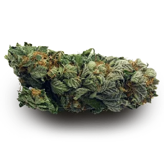 🍁 emoji кусают котики-наркотики — @stckrRobot Telegram sticker 8 of 80