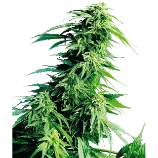 🌿 emoji кусают котики-наркотики — @stckrRobot Telegram sticker 14 of 80