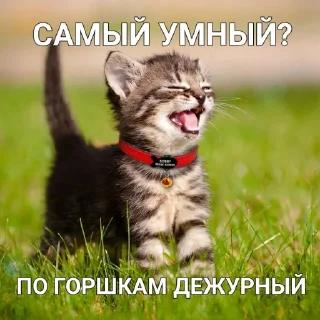 Sticker from котики - наркотики
