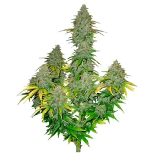 😂 emoji кусают котики-наркотики — @stckrRobot Telegram sticker 3 of 80