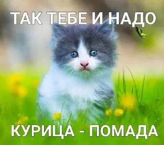 Sticker from котики - наркотики