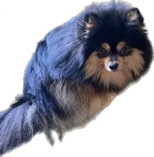 Sticker from Пушнина