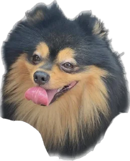 Sticker from Пушнина