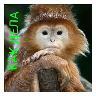 Sticker from Животные