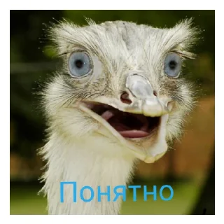 Sticker from Животные