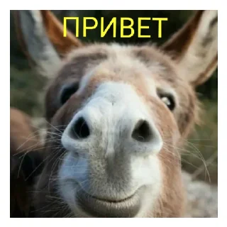 Sticker from Животные