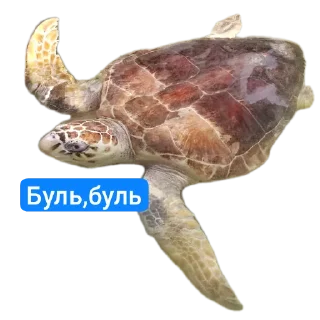 Sticker from Животные