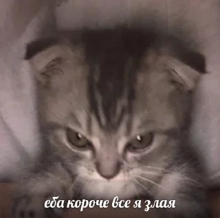 как вы меня задолбали sticker 3