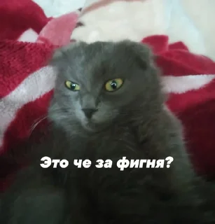 Sticker from Муся