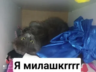 Sticker from Муся