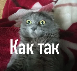 Sticker from Муся