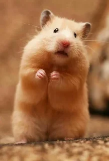 Sticker from Hamster