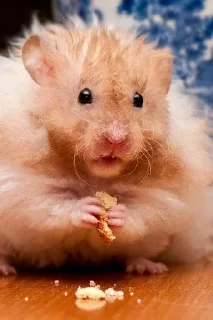 Sticker from Hamster