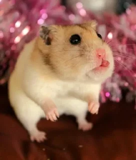Sticker from Hamster