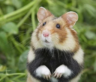 Sticker from Hamster