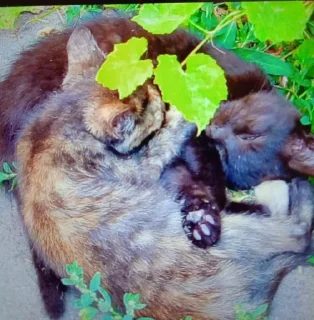 😻 emoji Друзі Telegram sticker 23 of 27