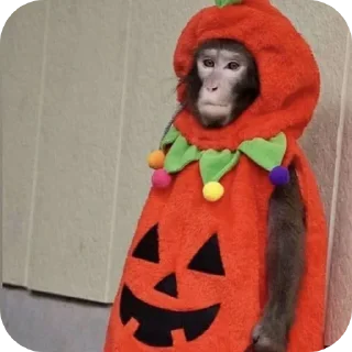 🐒 emoji @FULLSITION <- БОЛЬШЕ Telegram sticker 7 of 71