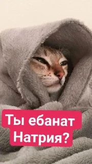 Sticker from 🌟 Статический