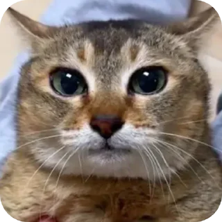 🐱 emoji Ебаа :: @Phontanaa Telegram sticker 15 of 19