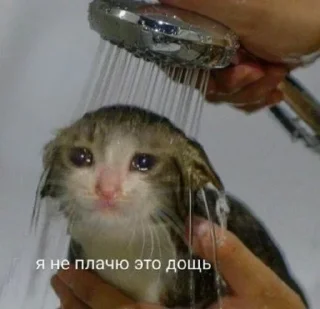 😭 emoji милые твари Telegram sticker 3 of 60