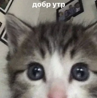 🌟 emoji милые твари Telegram sticker 16 of 60