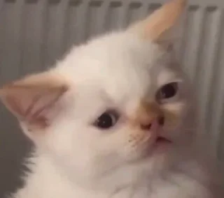😶 emoji милые твари Telegram sticker 19 of 60
