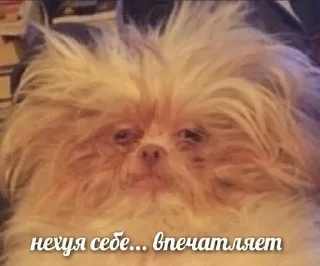 😳 emoji милые твари Telegram sticker 6 of 60