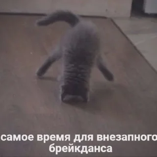 🤪 emoji милые твари Telegram sticker 11 of 60