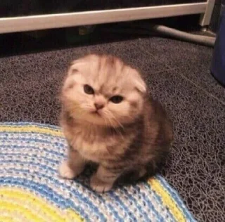 😡 emoji милые твари Telegram sticker 21 of 60