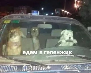 🤠 emoji милые твари Telegram sticker 14 of 60