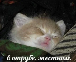 😴 emoji милые твари Telegram sticker 1 of 60