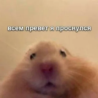 😶 emoji милые твари Telegram sticker 4 of 60