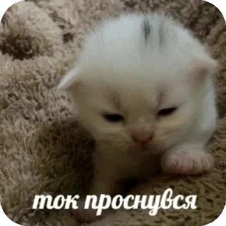 👍 emoji мяув Telegram sticker 17 of 35