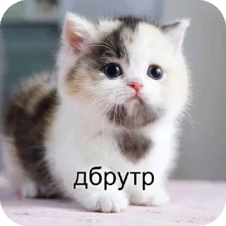 👍 emoji мяув Telegram sticker 3 of 35