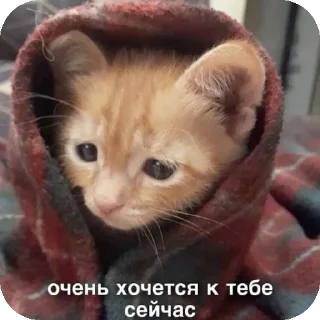 👍 emoji мяув Telegram sticker 10 of 35