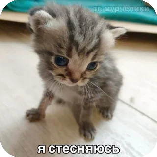 👍 emoji мяув Telegram sticker 11 of 35