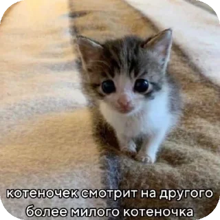 👍 emoji мяув Telegram sticker 22 of 35